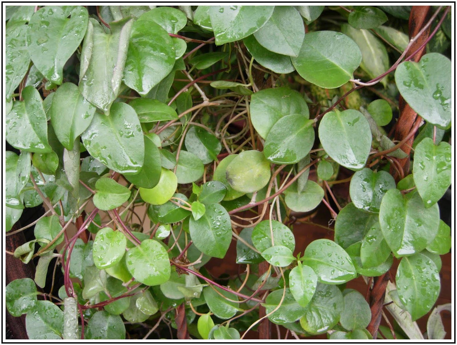  MANFAAT DAUN BINAHONG  Resep Cara Menggunakannya