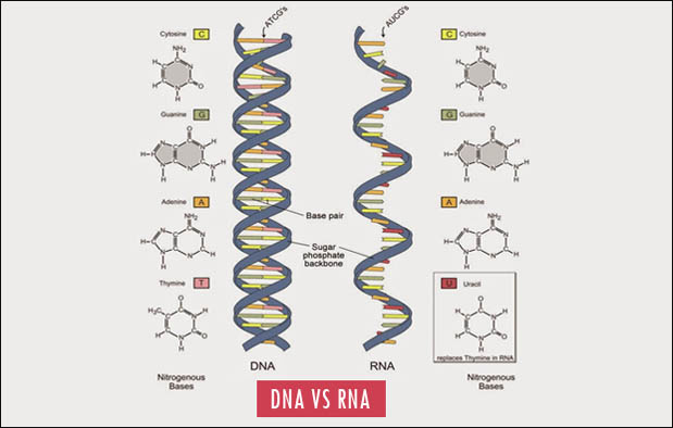 Perbedaan DNA dan RNA