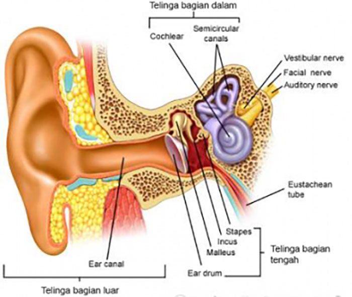 Bagian telinga yang berfungsi untuk menangkap gelombang suara dan mengubahnya menjadi getaran