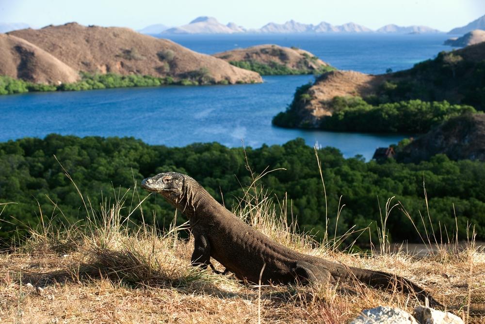 Pulau Komodo