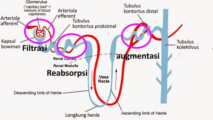 proses pembentukan urine