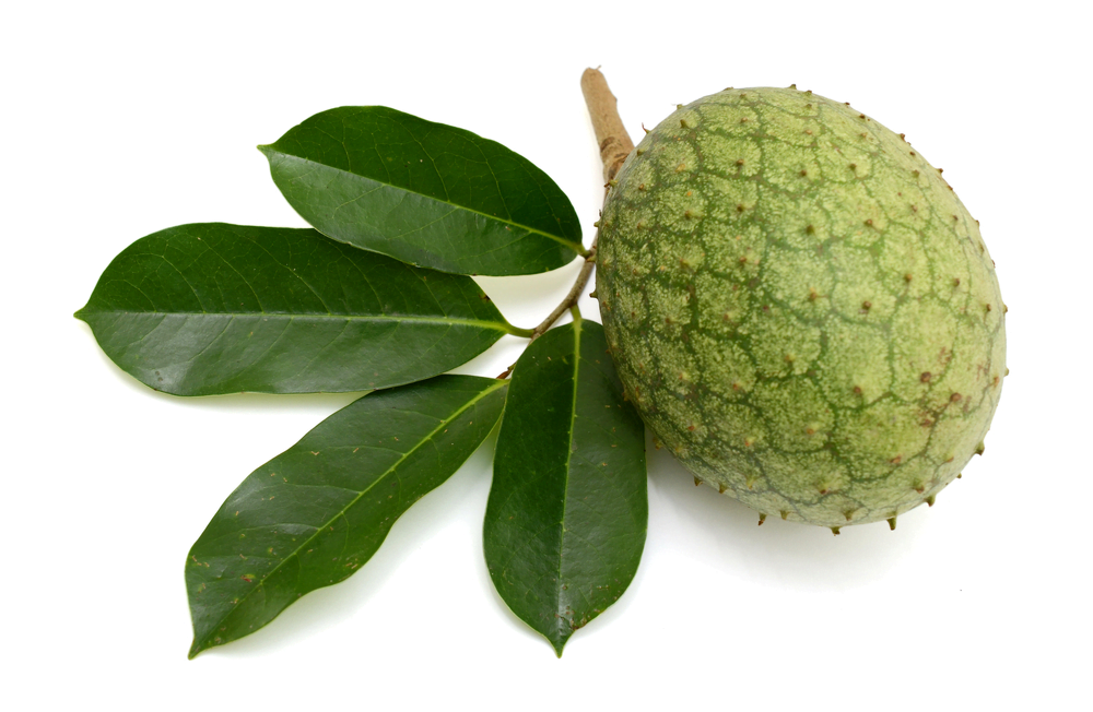 Benefits of Soursop Leaves