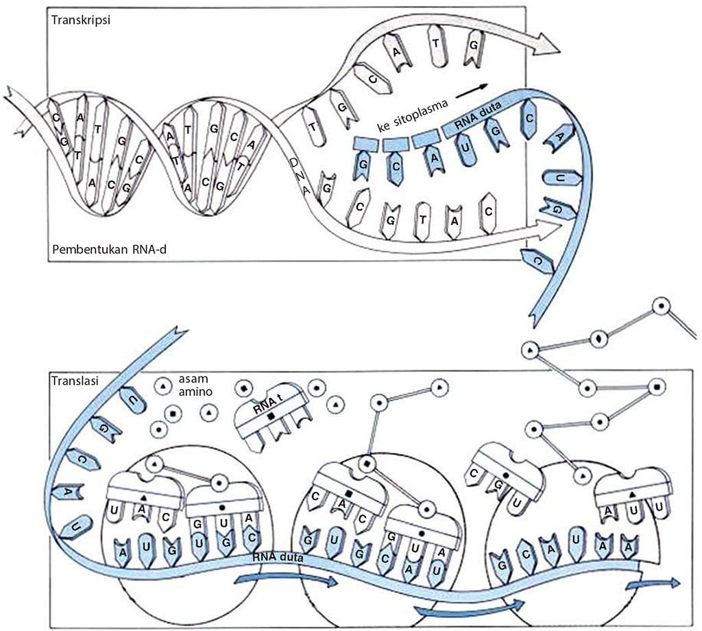 Proses Sintesis Protein