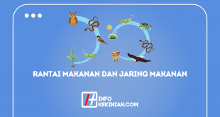 Apa Yang Dimaksud dengan Rantai Makanan dan Jaring Jaring Makanan