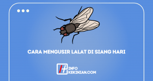 Cara Mengusir Lalat Di Siang Hari