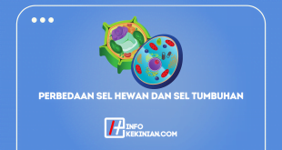 Perbedaan Sel Hewan Dan Sel Tumbuhan