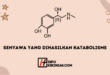 Senyawa Kimia Yang Dihasilkan Oleh Katabolisme Karbohidrat 44 Senyawa Kimia Yang Dihasilkan Oleh Katabolisme
