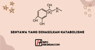Senyawa Kimia Yang Dihasilkan Oleh Katabolisme