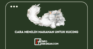 Cara Memilih Makanan Untuk Kucing