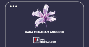 Cara Menanam Anggrek