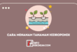 Cara Menanam Tanaman Hidroponik