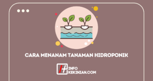 Cara Menanam Tanaman Hidroponik