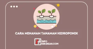 Cara Menanam Tanaman Hidroponik