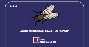 Cara Mengusir Lalat di Rumah Secara Alami