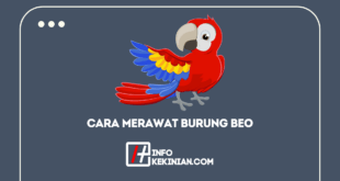 Cara Merawat Burung Beo