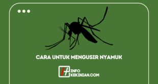 Cara Untuk Mengusir Nyamuk Dengan Mudah