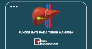 Fungsi Hati Pada Tubuh Manusia