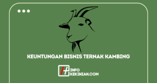 Keuntungan Bisnis Ternak Kambing