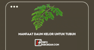 Manfaat Daun Kelor Untuk Tubuh