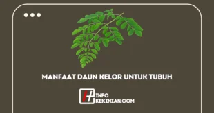 Manfaat Daun Kelor Untuk Tubuh