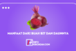 Manfaat dari Buah Bit dan Daunnya 42 Manfaat dari Buah Bit dan Daunnya