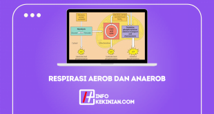 Pengertian Dan Perbedaan Respirasi Aerob Dan Anaerob