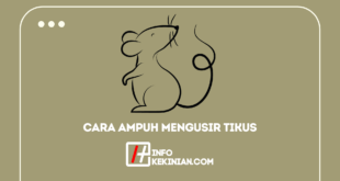 Rahasia Cara Ampuh Mengusir Tikus Dirumah