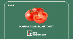 Manfaat Dari Buah Tomat Untuk Kesehatan Tubuh