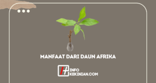 Manfaat Dari Daun Afrika