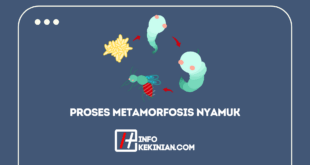 Proses Metamorfosis Nyamuk