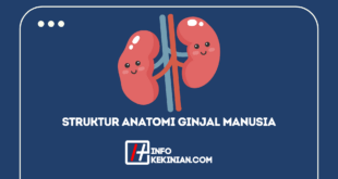 Struktur Anatomi Ginjal Manusia Dan Fungsinya