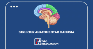 Struktur Anatomi Otak Manusia