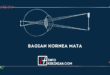 Bagian Kornea Mata