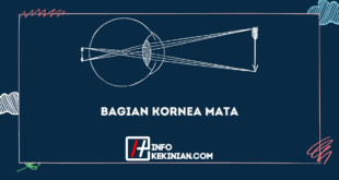 Bagian Kornea Mata