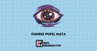 Fungsi Pupil Mata