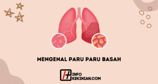 Mengenal Paru Paru Basah