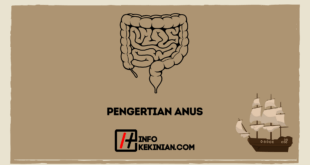 Pengertian Anus