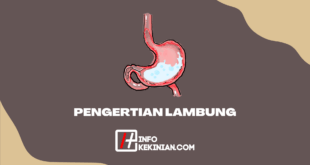 Pengertian Lambung