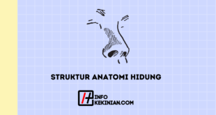 Struktur Anatomi Hidung