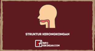 Struktur Kerongkongan