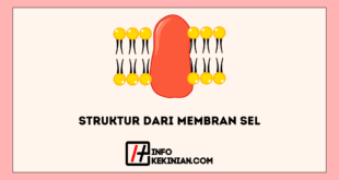 Struktur dari Membran Sel