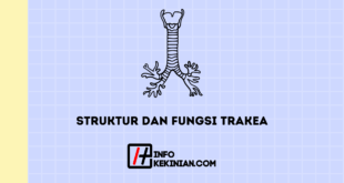 struktur dan Fungsi Trakea