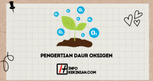 Pengertian Daur Oksigen