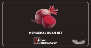 Mengenal Buah Bit