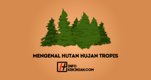 Mengenal Hutan Hujan Tropis