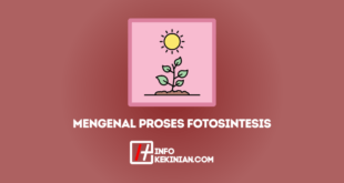 Mengenal Proses Fotosintesis