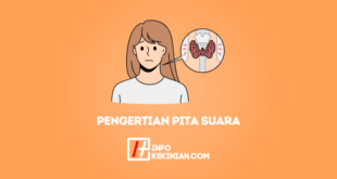 Pengertian Pita Suara