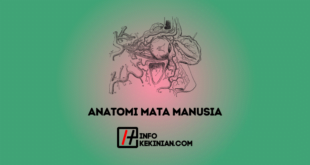 Anatomi Mata Manusia