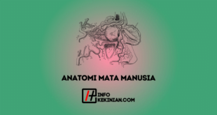 Mengenal Anatomi Mata Manusia