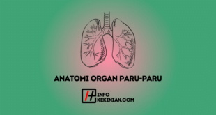 Anatomi Organ Paru-Paru